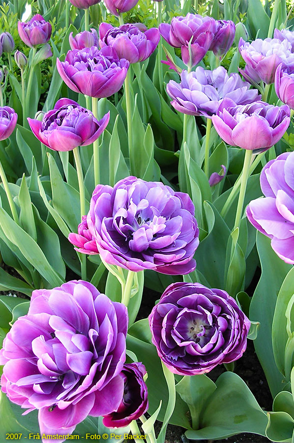 Amsterdam - frå Keukenhof