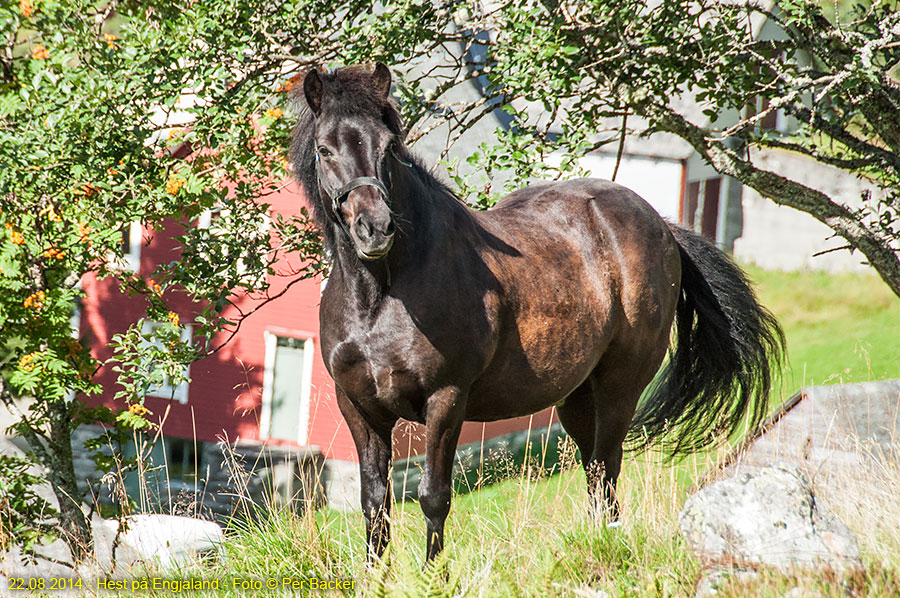 Hest på Engjaland