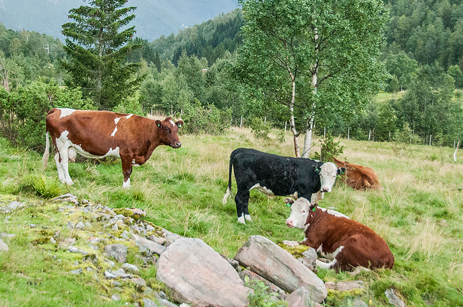 Kyr på Engjaland