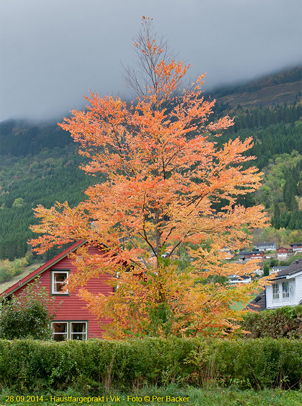 Haustfargeprakt