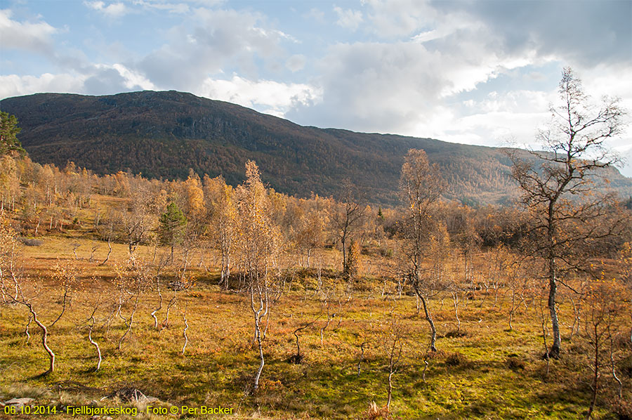 Fjellbjørkeskog