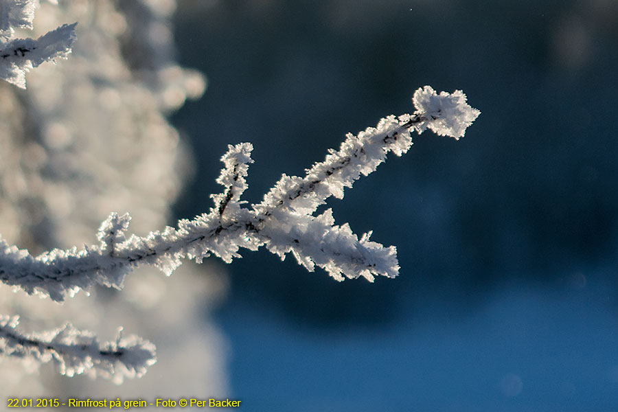 Rimfrost på grein