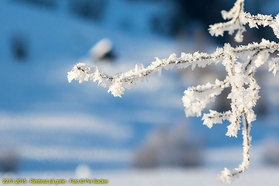 Rimfrost på grein