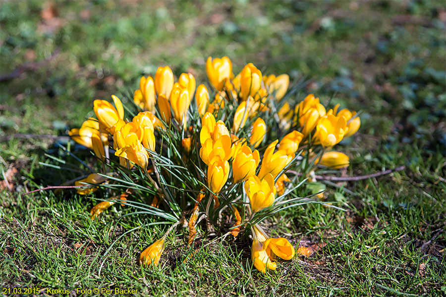 Krokus