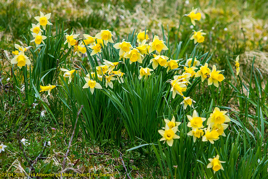 Frå Arboretet på Milde