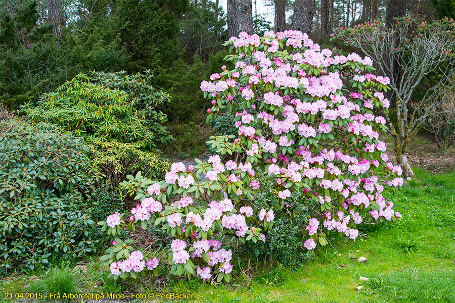 Frå Arboretet på Milde - Rhododendron