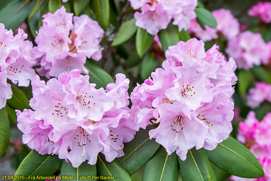 Frå Arboretet på Milde - Rhododendron