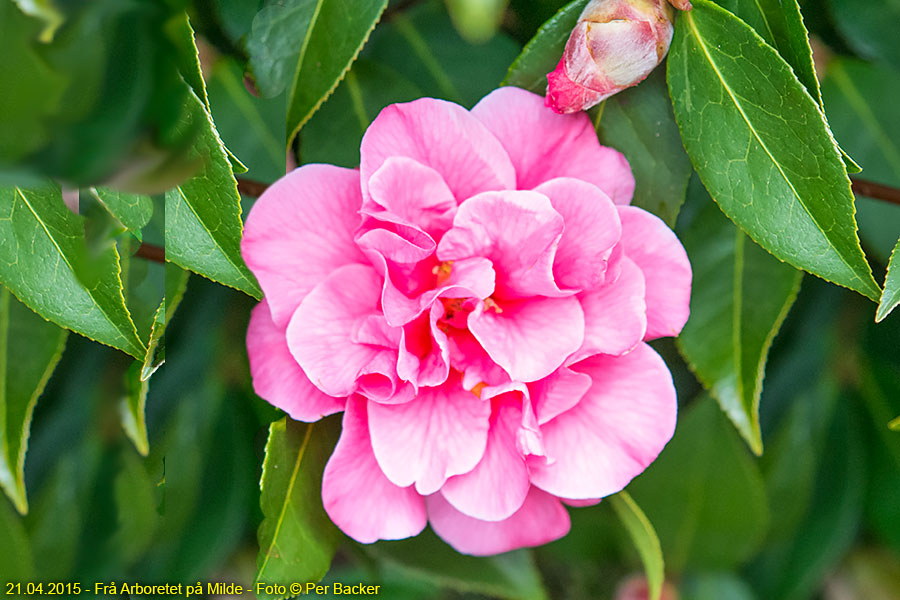 Frå Arboretet på Milde - Rhododendron