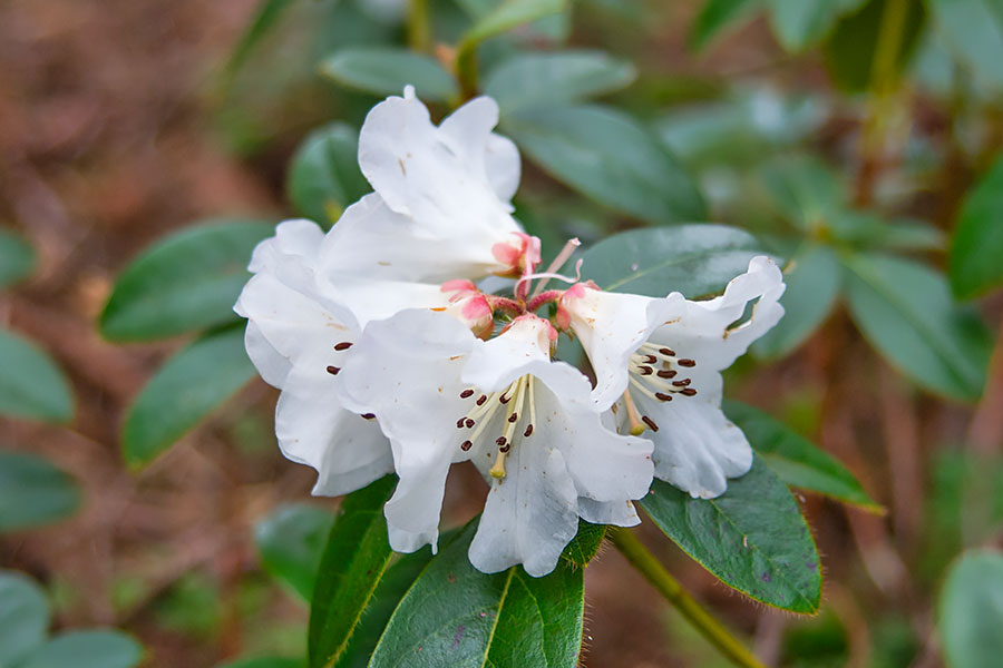 Frå Arboretet på Milde - Rhododendron