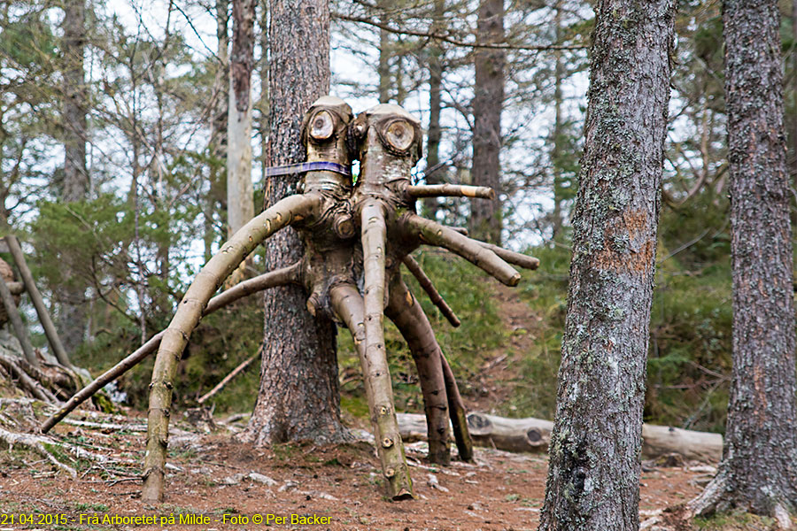 Frå Arboretet på Milde