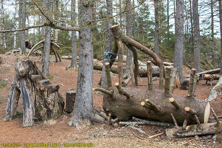 Frå Arboretet på Milde