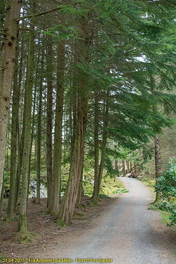 Frå Arboretet på Milde