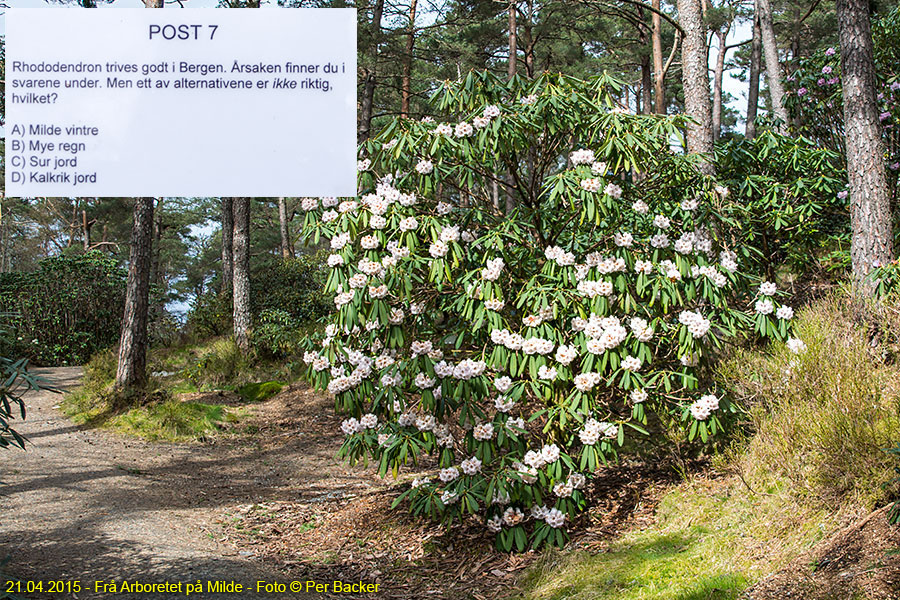 Frå Arboretet på Milde - Rhododendron