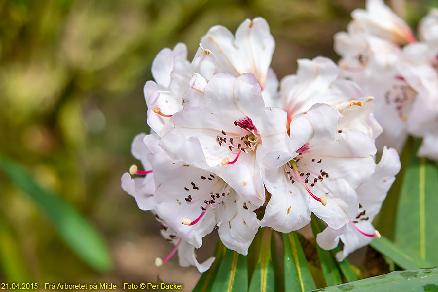 Frå Arboretet på Milde - Rhododendron