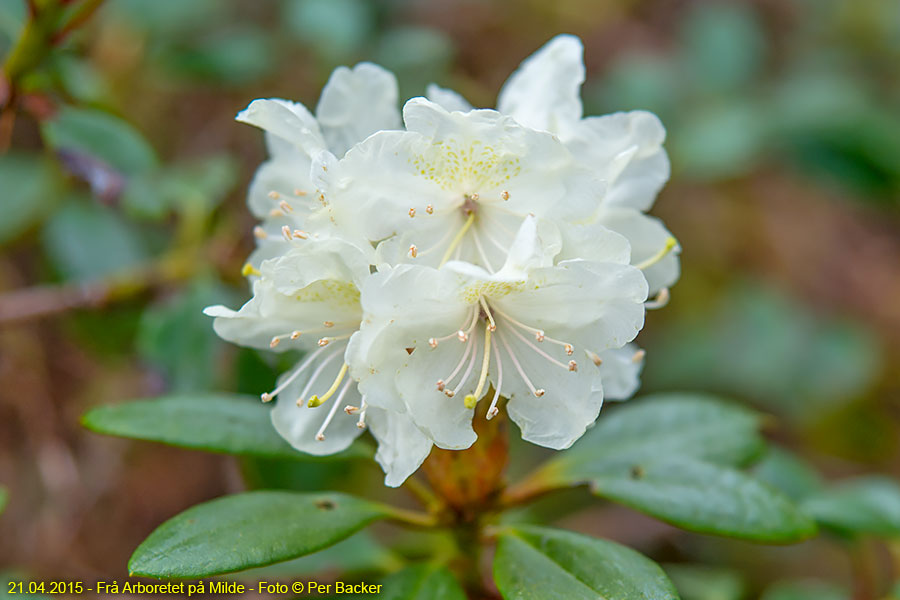 Frå Arboretet på Milde - Rhododendron