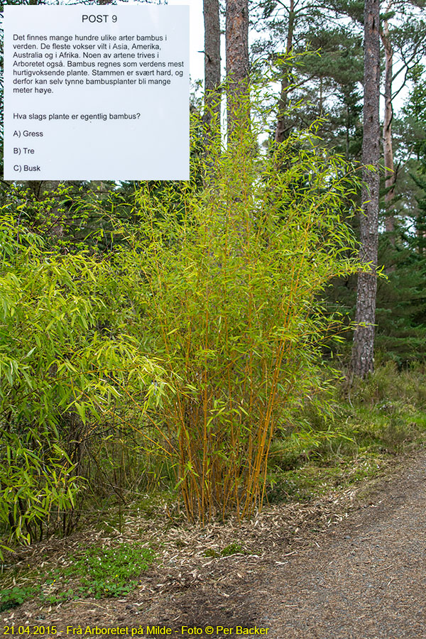 Frå Arboretet på Milde - Bambus