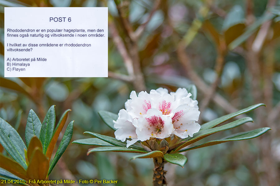 Frå Arboretet på Milde - Rhododendron