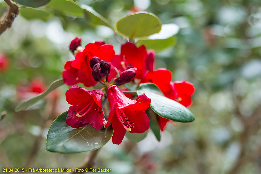 Frå Arboretet på Milde - Rhododendron