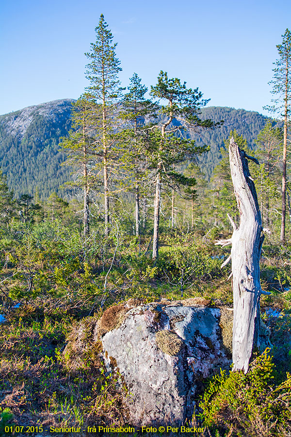 Frå Prinsabotn