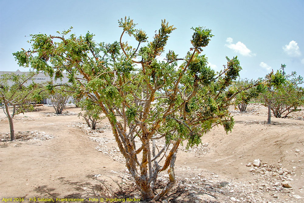 Frå Salalah, Oman - Frankincensetre