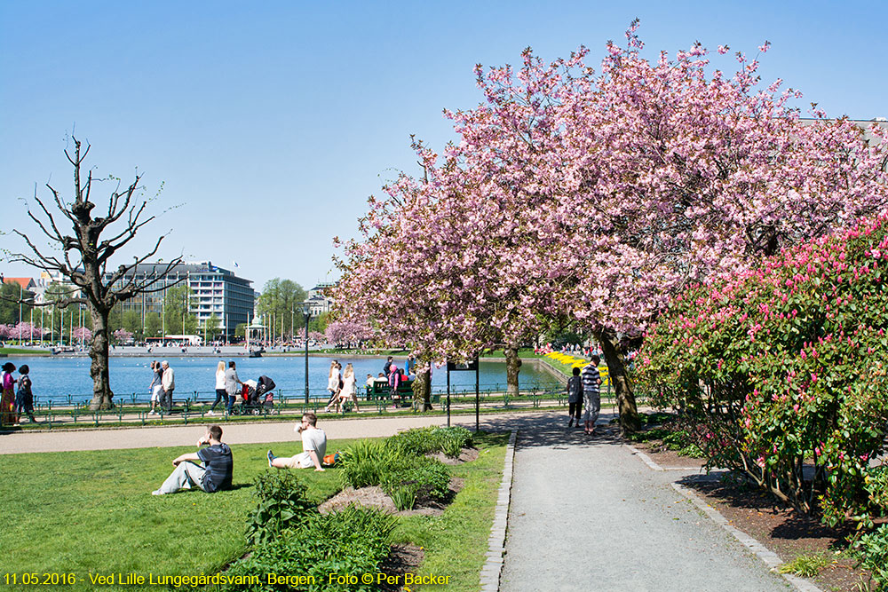 Ved Lille Lungegårdsvann