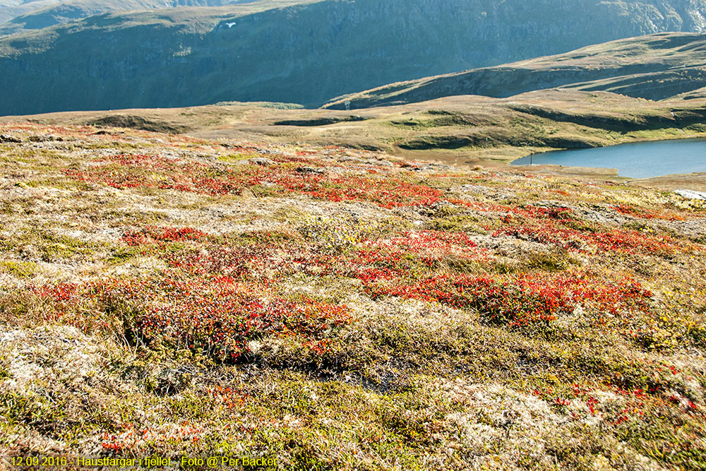 Haustfargar i fjellet