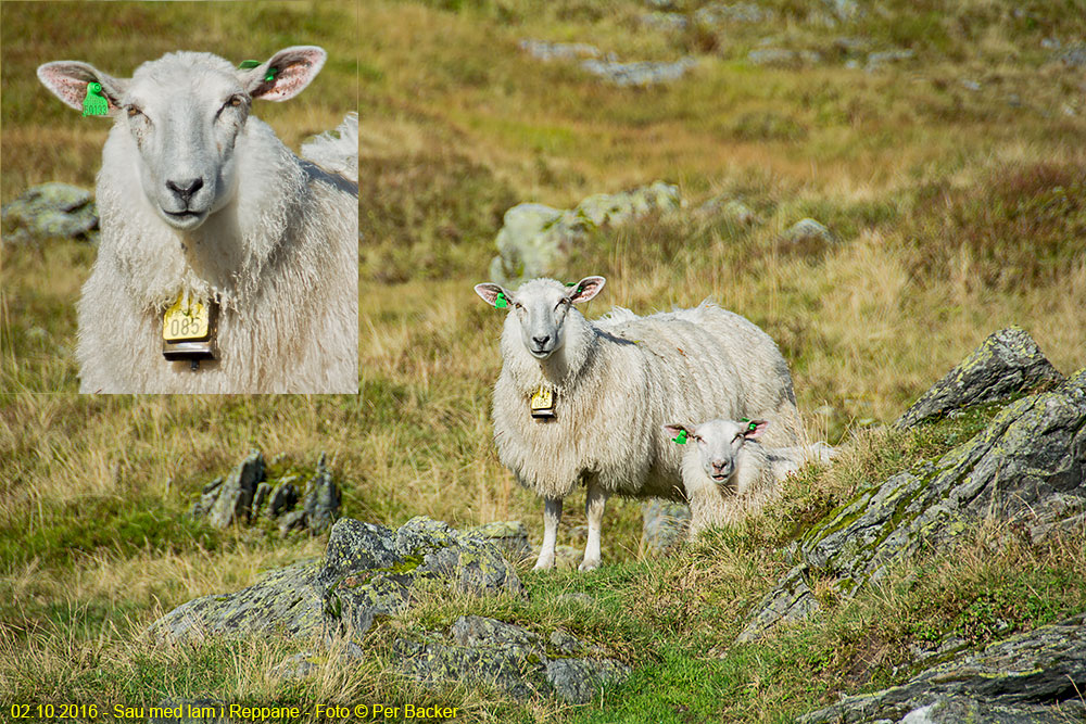 Sau med lam i Reppane