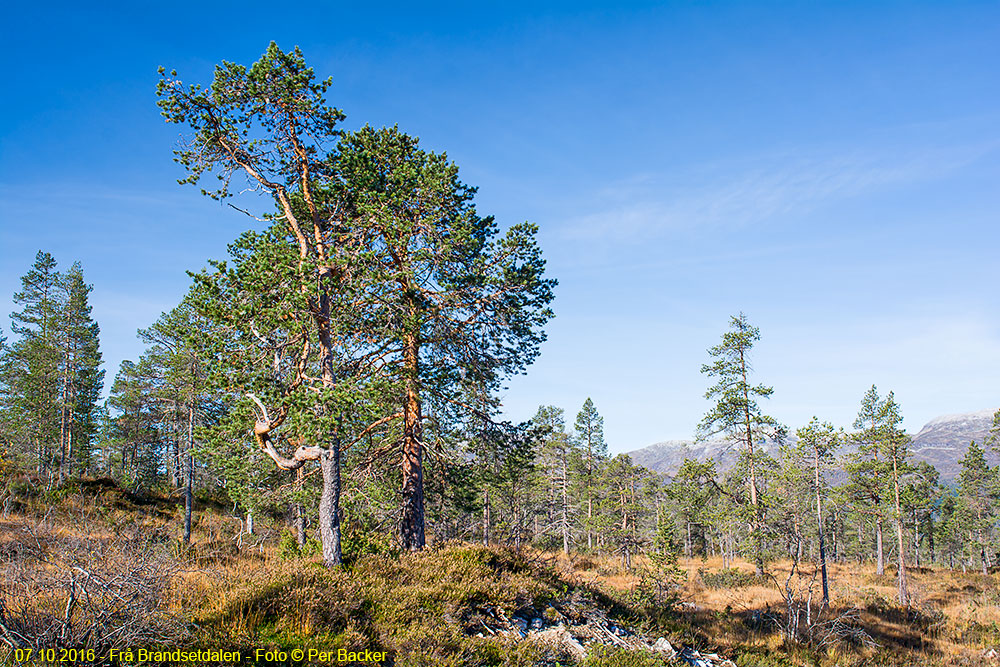 Frå Brandsetdalen