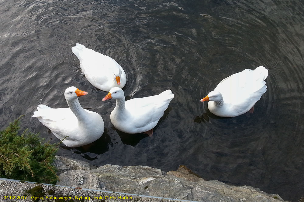 Gjess ved Salhusvegen, Nyborg