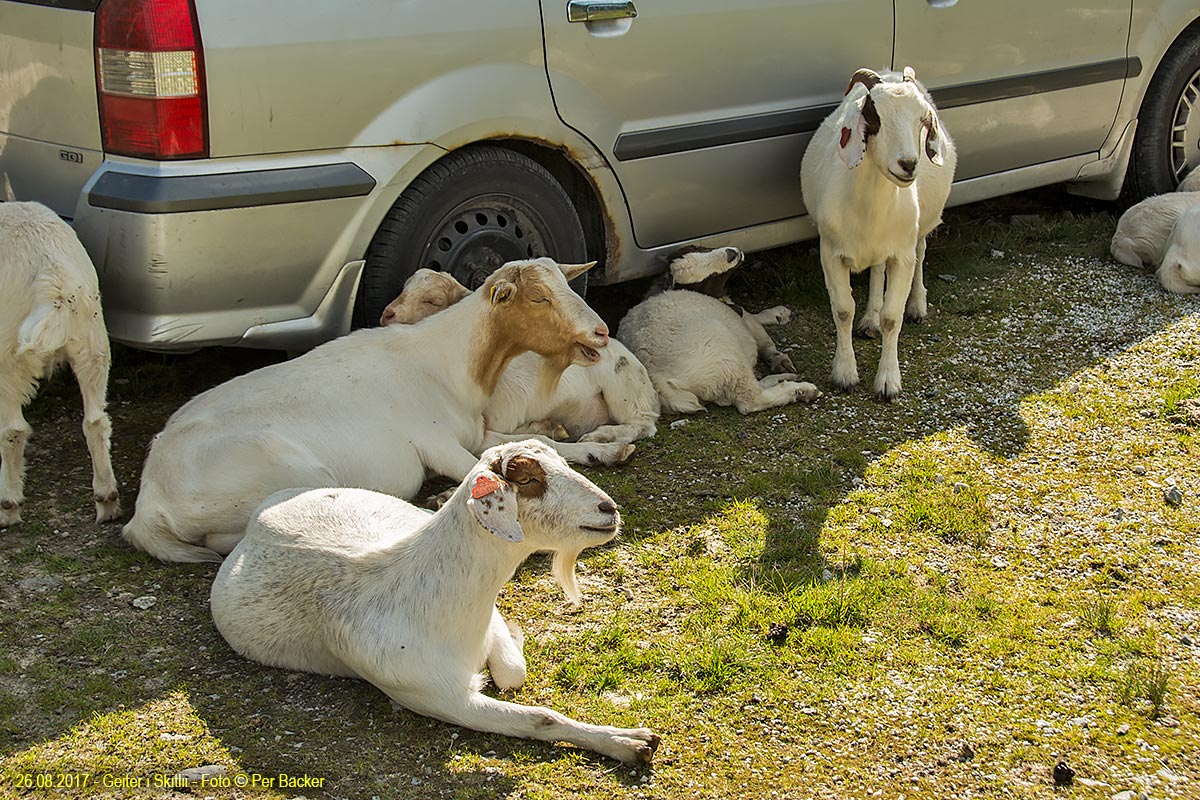 Geiter i Skitlii