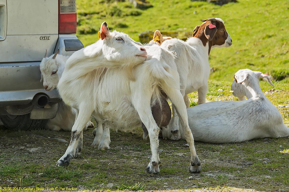 Geiter i Skitlii