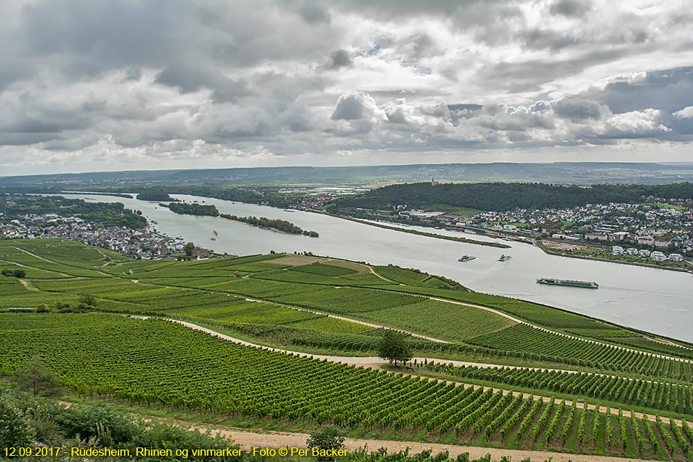 Vinmarker ved Rüdesheim am Rhein