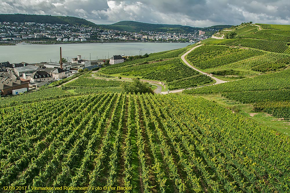 Vinmarker ved Rüdesheim