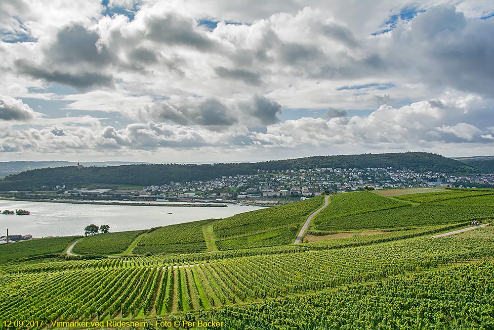 Vinmarker ved Rüdesheim