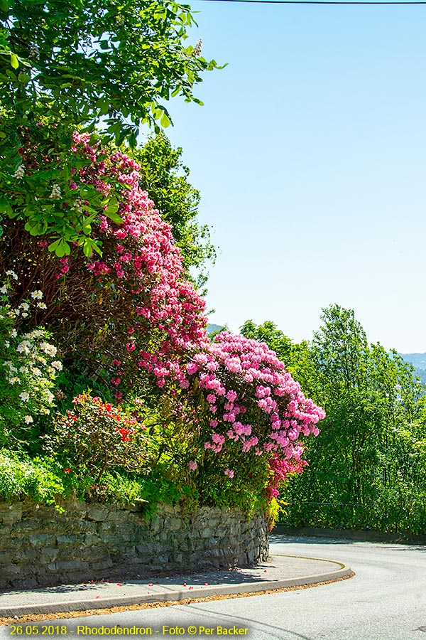 Rhododendron