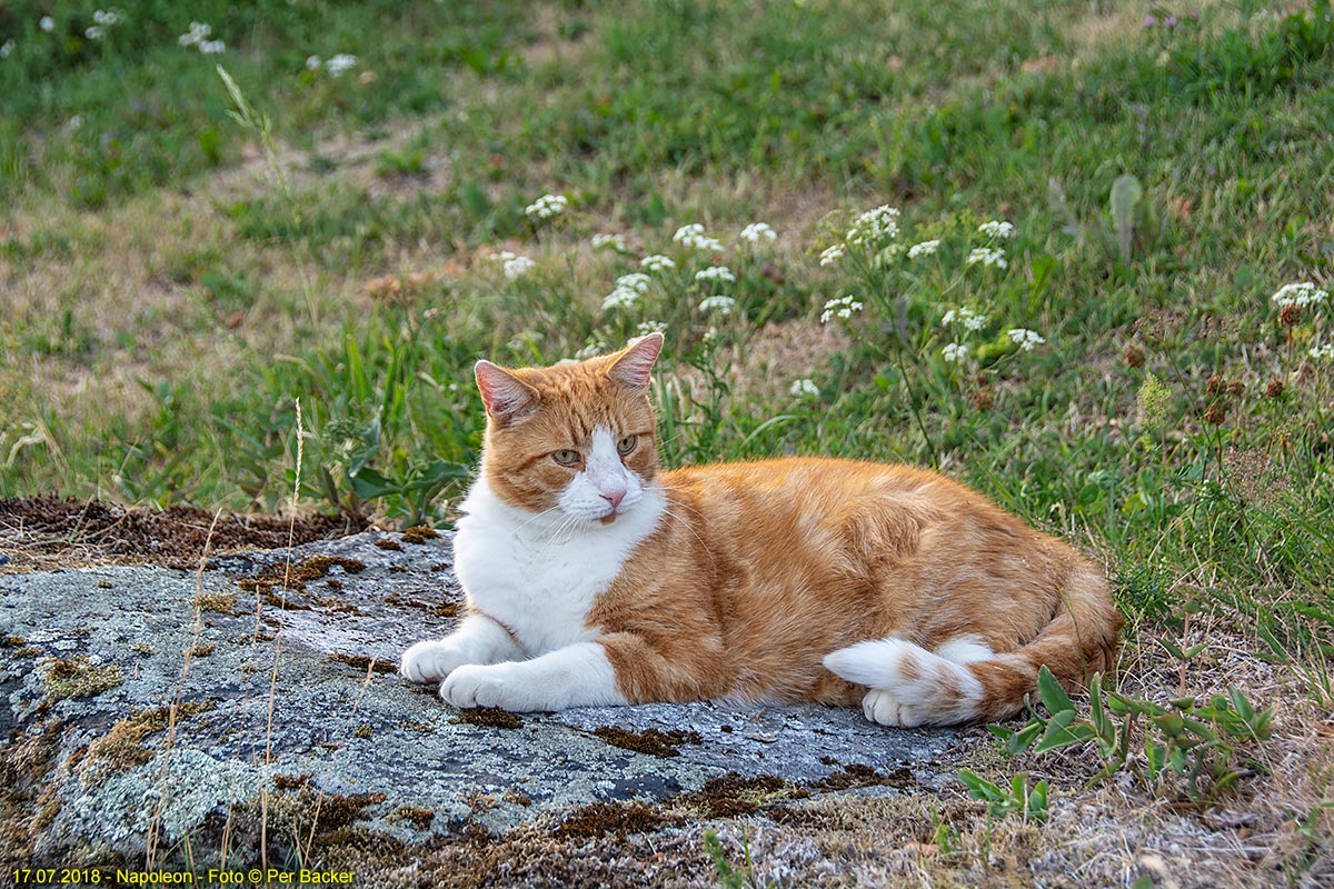 Napoleon