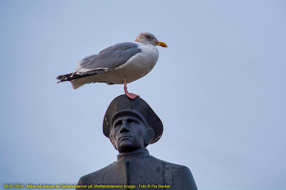 Måse på statuen av Shetlandslarsen på Shetlandslarsens brygge