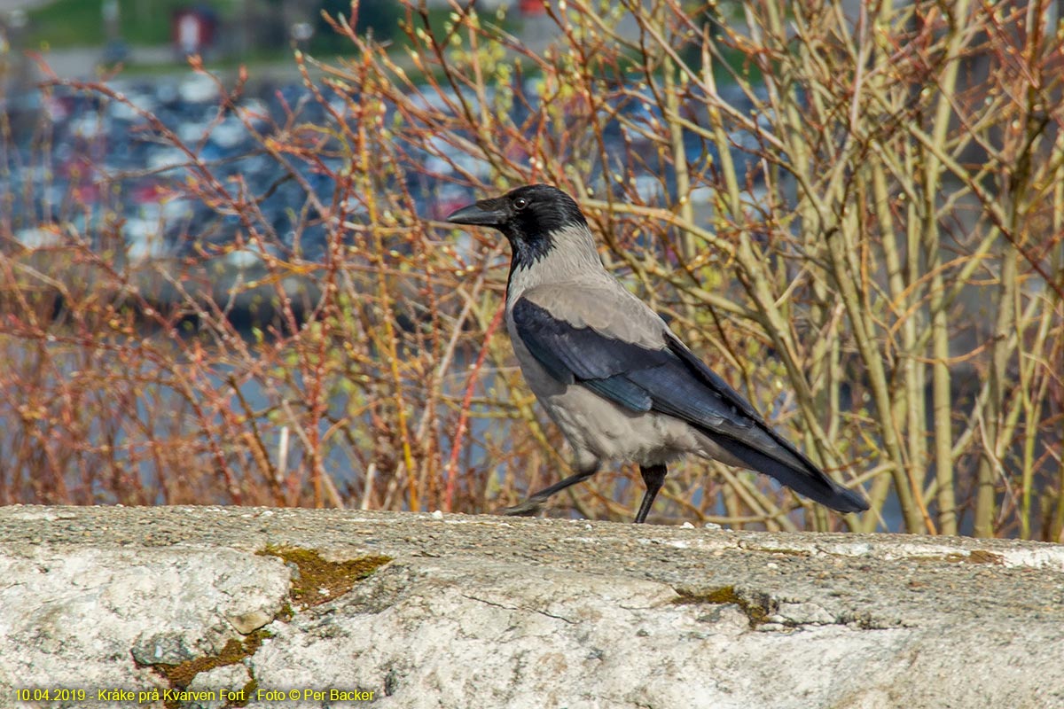 Kråke på Kvarven Fort