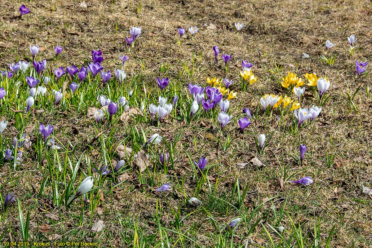 Krokus