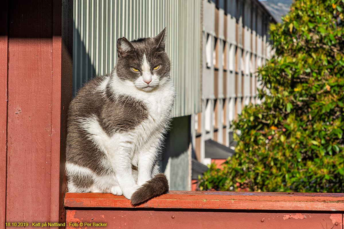 Katt på Nattland