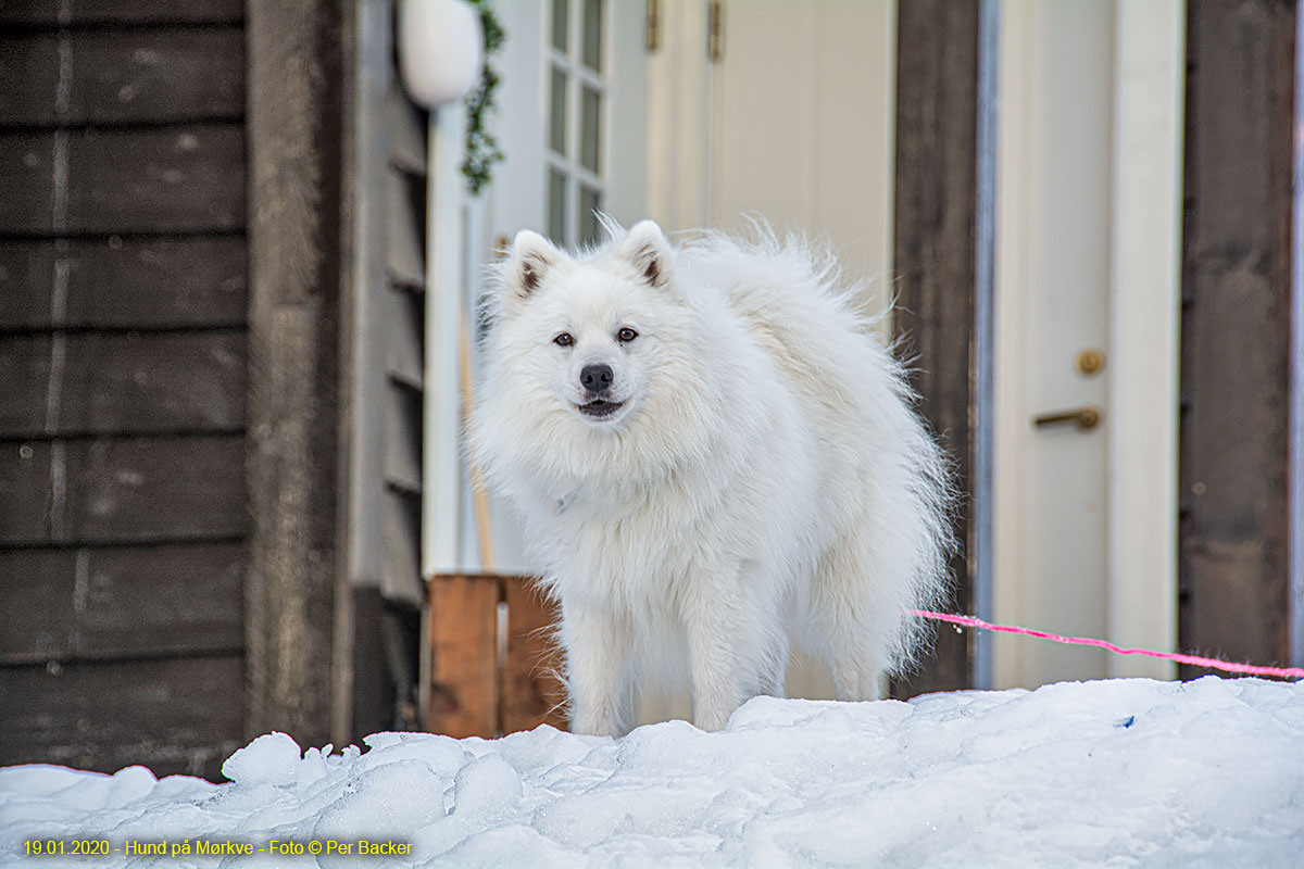 Hund på Mørkve