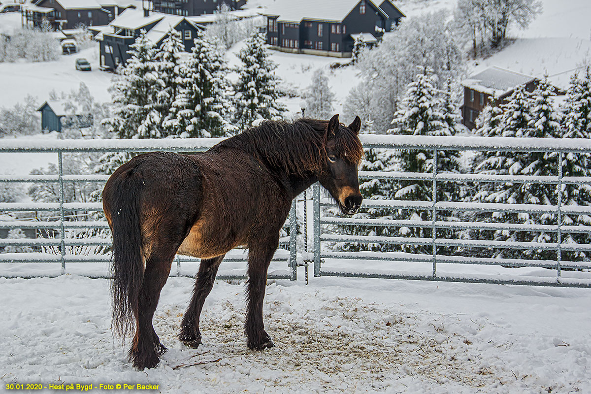 Hest på Bygd