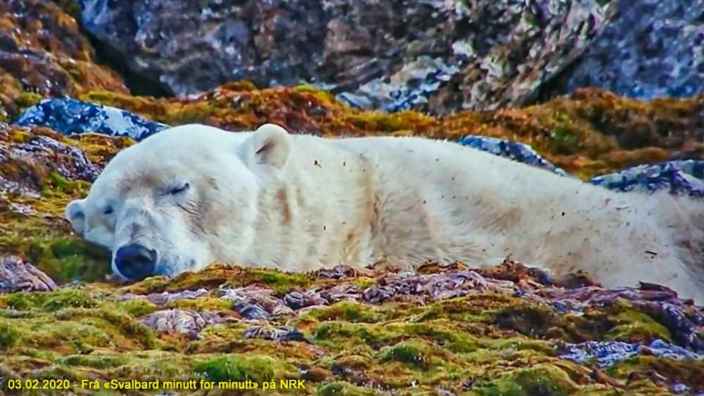 Frå "Svalbard minutt for minutt" på NRK