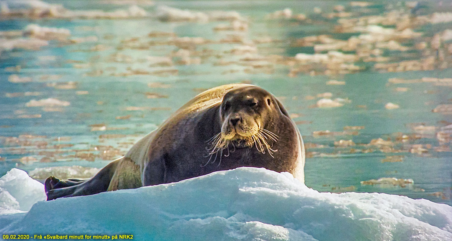 Frå "Svalbard minutt for minutt" på NRK2