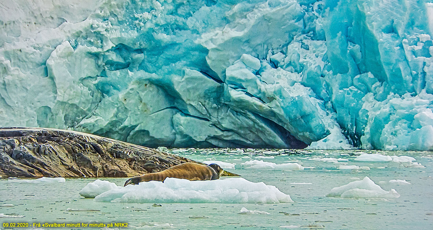 Frå "Svalbard minutt for minutt" på NRK2