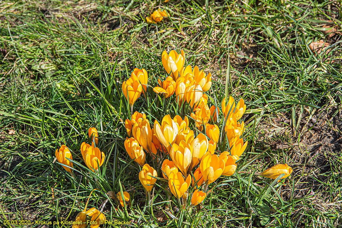 Krokus på Klosteret