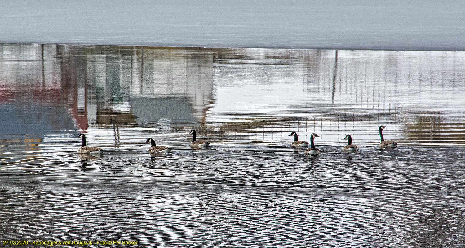 Kanadagjess ved Haugsvik