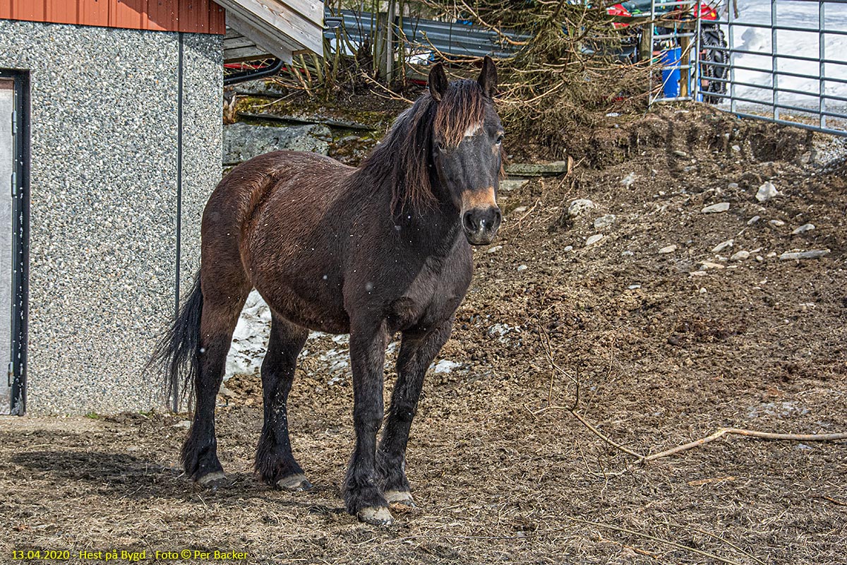 Hest på Bygd