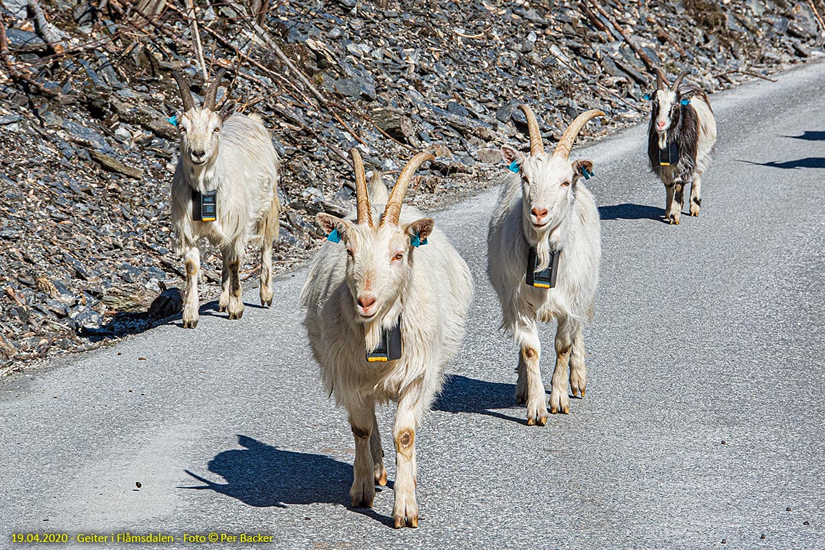 Geiter i Flåmsdalen