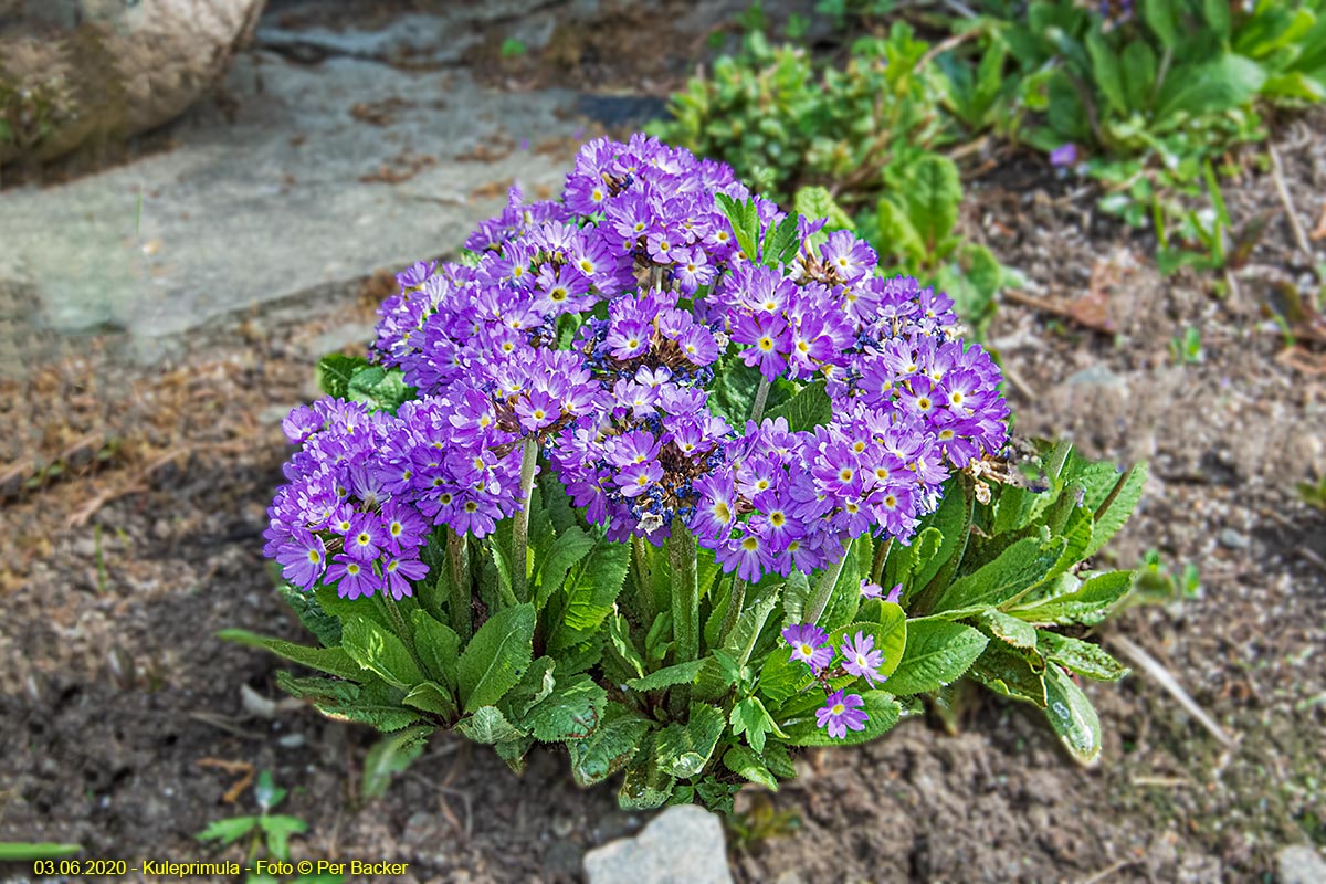 Kuleprimula